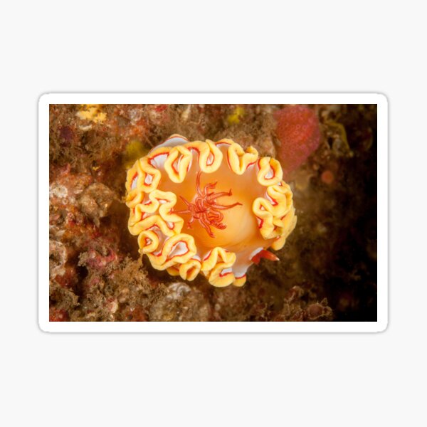 Nudibranch - Ardeadoris rubroannulata Sticker
