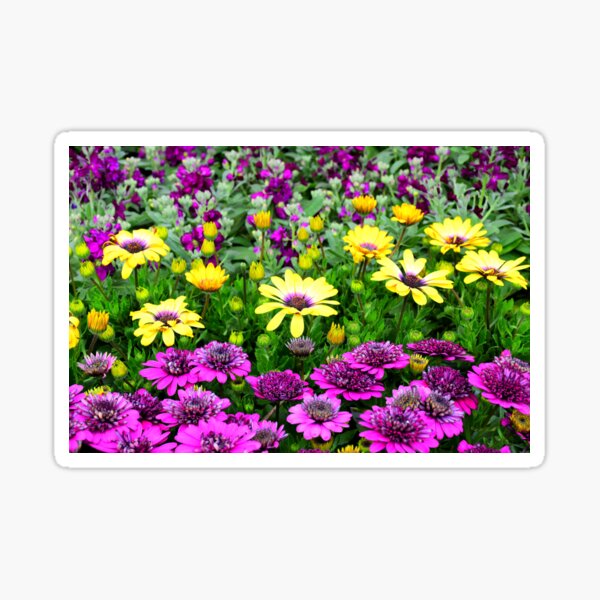 Aperçu de l'œuvre "Champ de Fleurs" créée et vendue par DonnaM.
