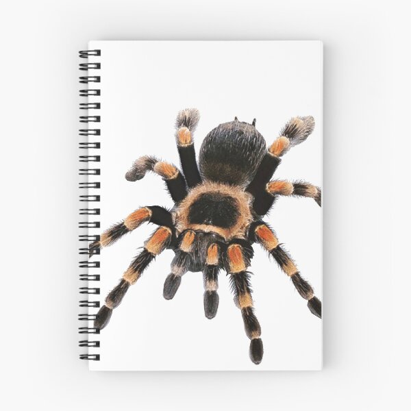 Item preview, little spider, tarantula, spider designed and sold by Viktoriia Trubiichuk.