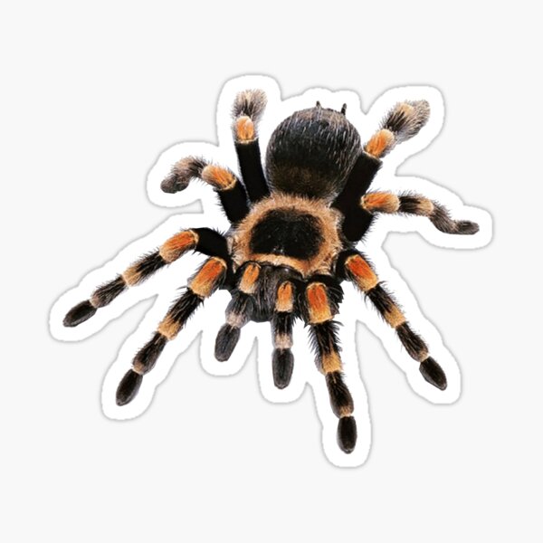 Custom Tarantula Cutout Stickers/Labels