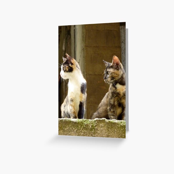 Item preview, Athenian Cats designed and sold by James Stratford.