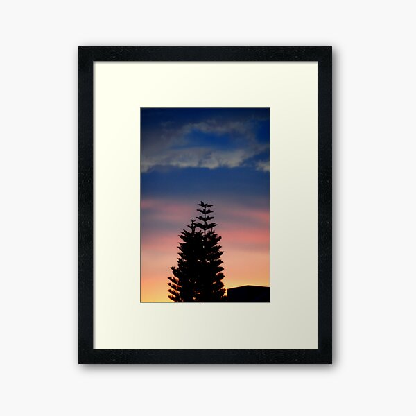 Norfolk Island Pine Wall Art Redbubble