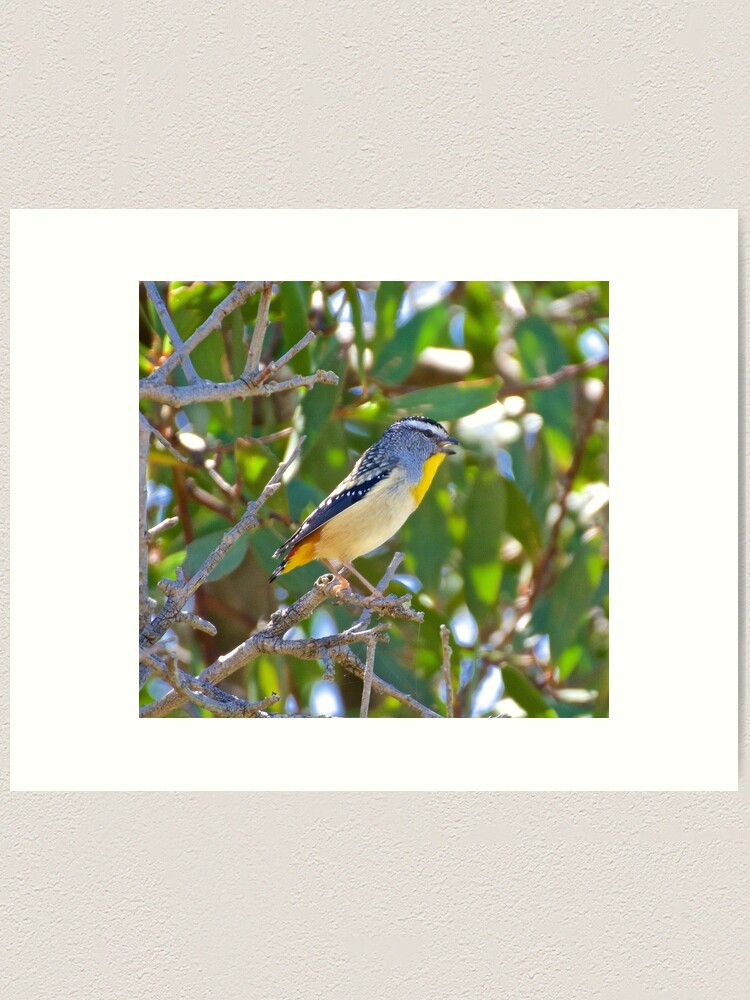 Thumbnail 2 of 3, Art Print, PARDALOTE ~ Spotted Pardalote LT4DfERS by David Irwin ~ WO designed and sold by tasmanianartist.