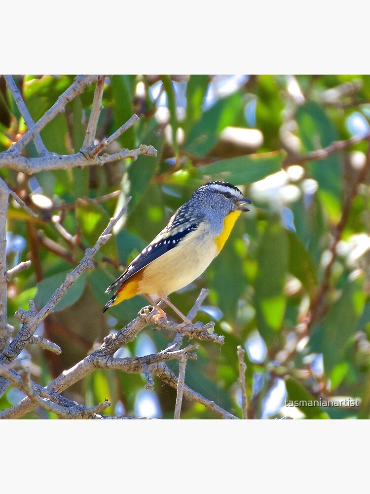 Thumbnail 3 of 3, Art Print, PARDALOTE ~ Spotted Pardalote LT4DfERS by David Irwin ~ WO designed and sold by tasmanianartist.