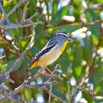 Artwork thumbnail, PARDALOTE ~ Spotted Pardalote LT4DfERS by David Irwin ~ WO by tasmanianartist