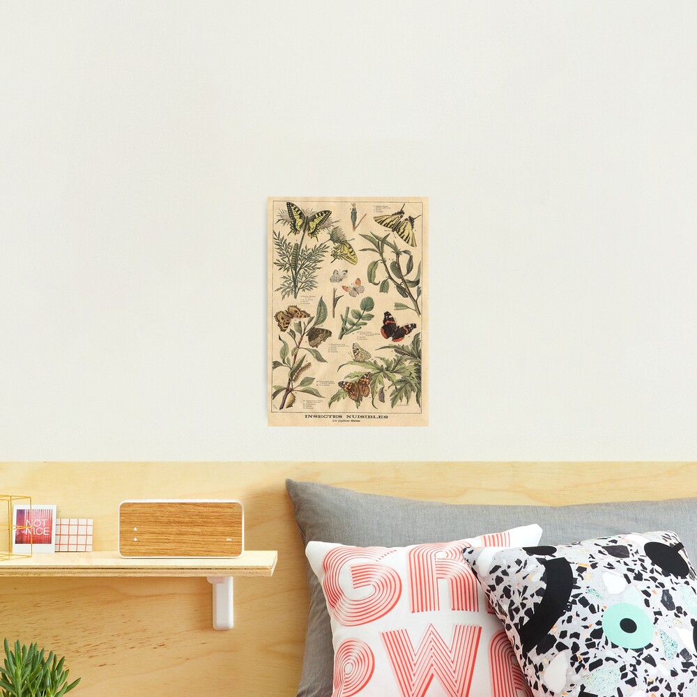 vintage butterfly print Photographic Print