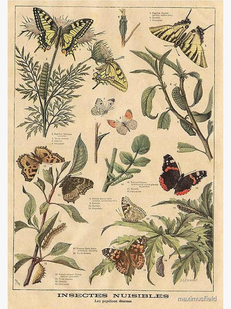 vintage butterfly print by maximusfield