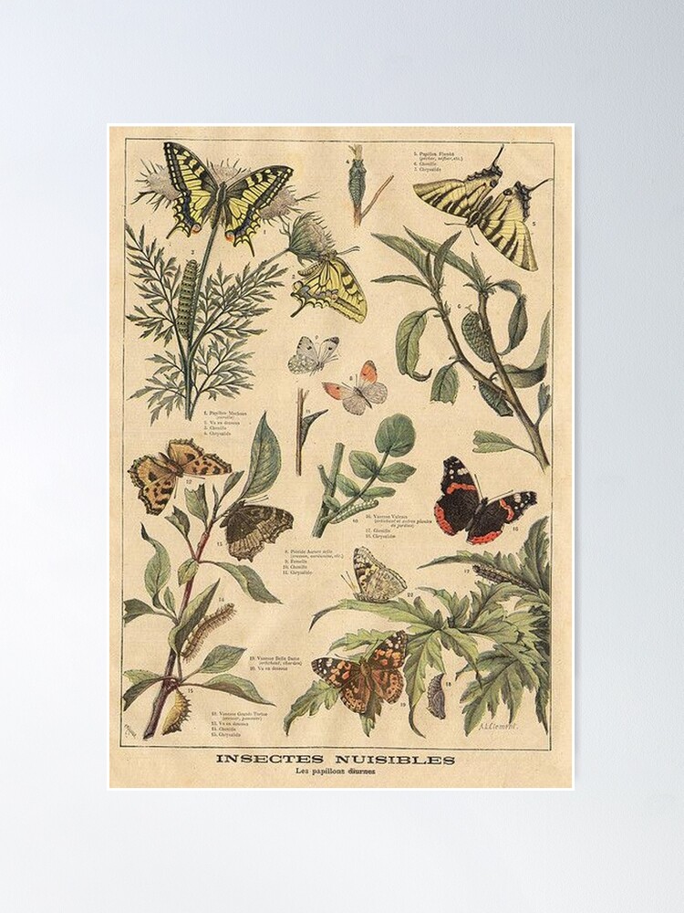 Alternate view of vintage butterfly print Poster
