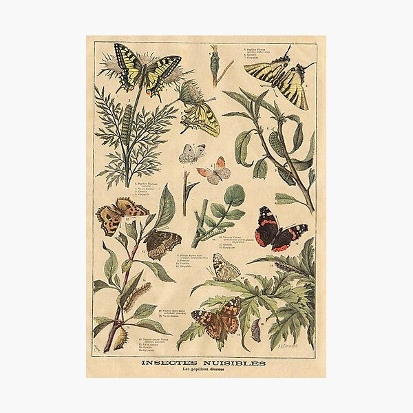 vintage butterfly print Photographic Print