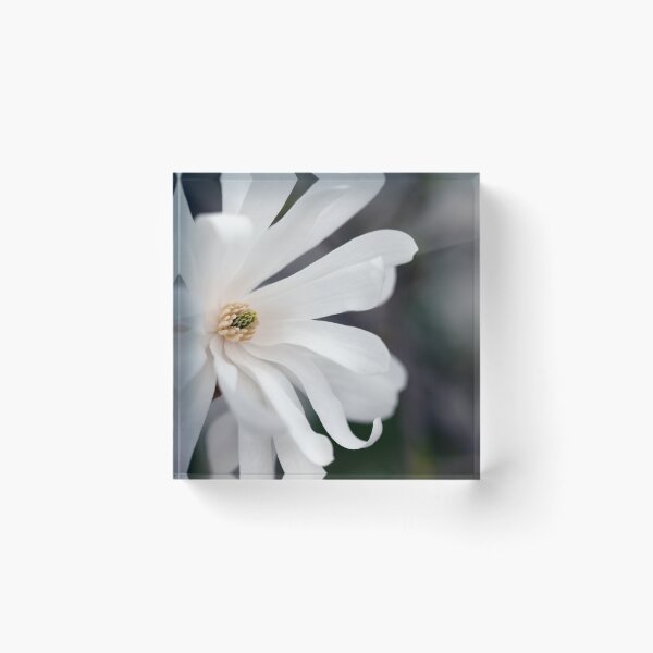 Item preview, Star Magnolia designed and sold by Karol Livote.