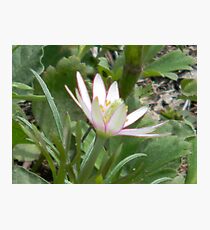 Petal Poetry - Ten-Petal Anemone, Windflower Photographic Print
