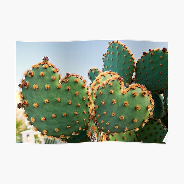 Sweetheart Cactus Poster