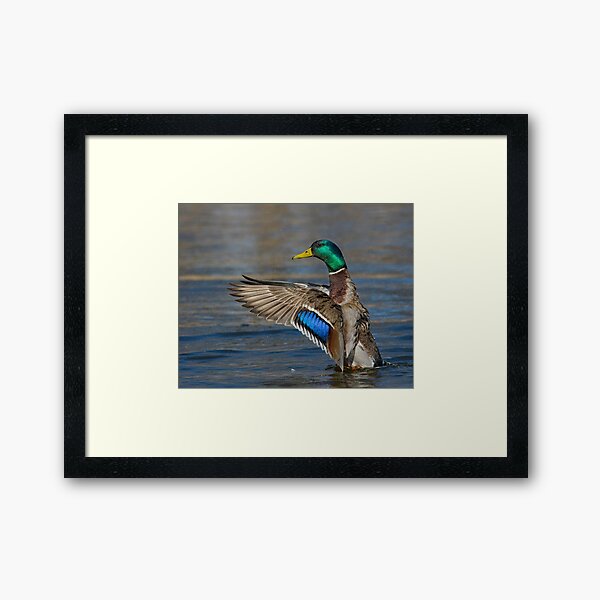 Mallard Conductor Framed Art Print