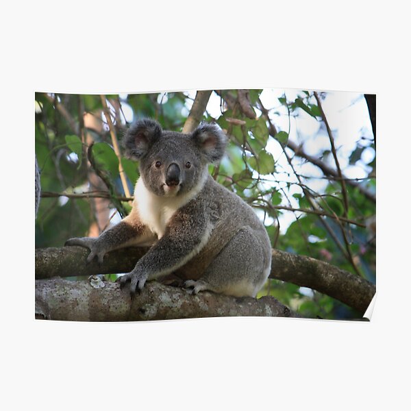 Baby Koala In Our Tree Poster