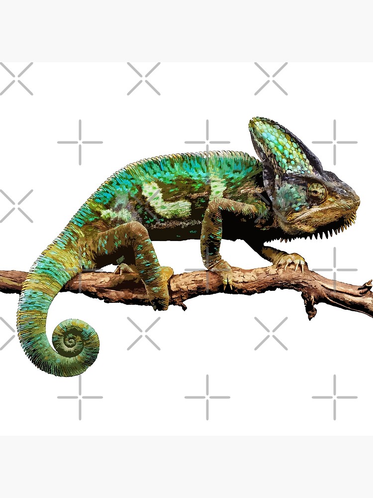 Designer Veiled chameleons for sale are the most colorful of all the  veileds.