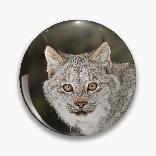 Artikelvorschau, Luchs Kätzchen entworfen und verkauft von mlorenz.