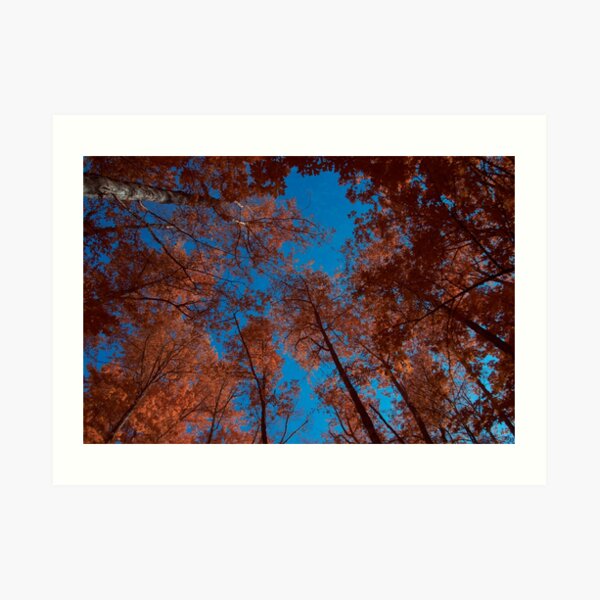 Canopy of Aerochrome Art Print