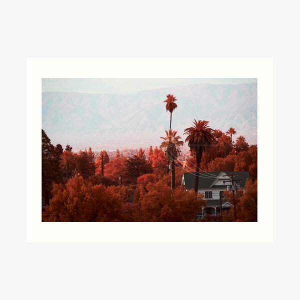 Palm Trees, and Grove in Aerochrome Art Print