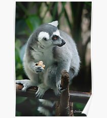Leemur eating Poster