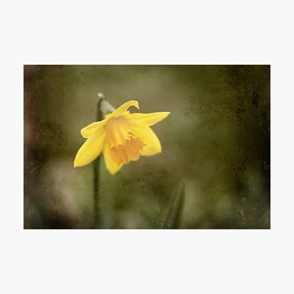 Daffodil Photographic Print