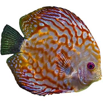 Artwork thumbnail, Turquoise Discus Fish by cooolcontent