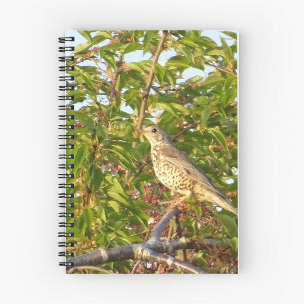 Item preview, Mistle thrush designed and sold by KcsArt87.