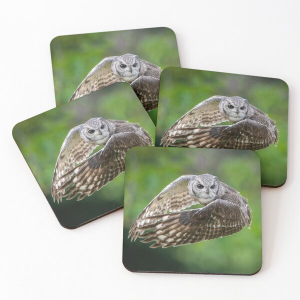 Item preview, Abyssinian Eagle Owl (bubo cinerascens) designed and sold by Steve Liptrot Photography.