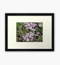 Wild Garlic, Prairie Onion - Easter Colors! Framed Print