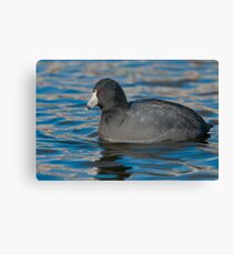 American Coot Canvas Print