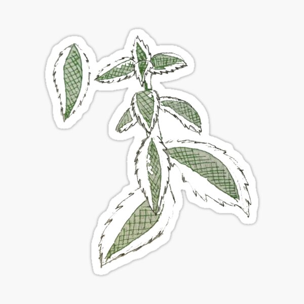 Sketchy succulent || Sticker