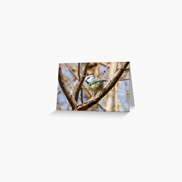 Artikel-Vorschau von British Blue Tit, designt und verkauft von lmaiphotography.