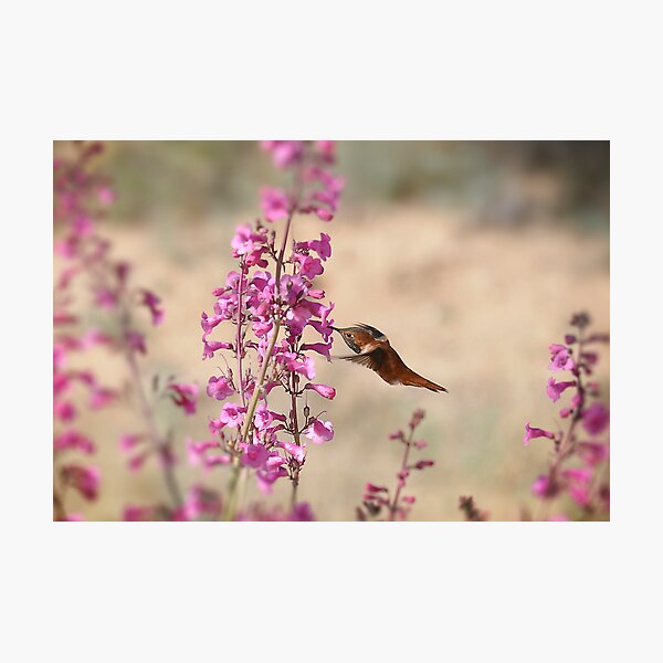Item preview, My First Rufous this Year 3 designed and sold by Judy Ann  Grant.