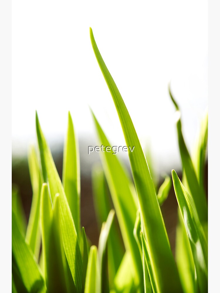 Day 245 - 11th March 2012 by petegrev