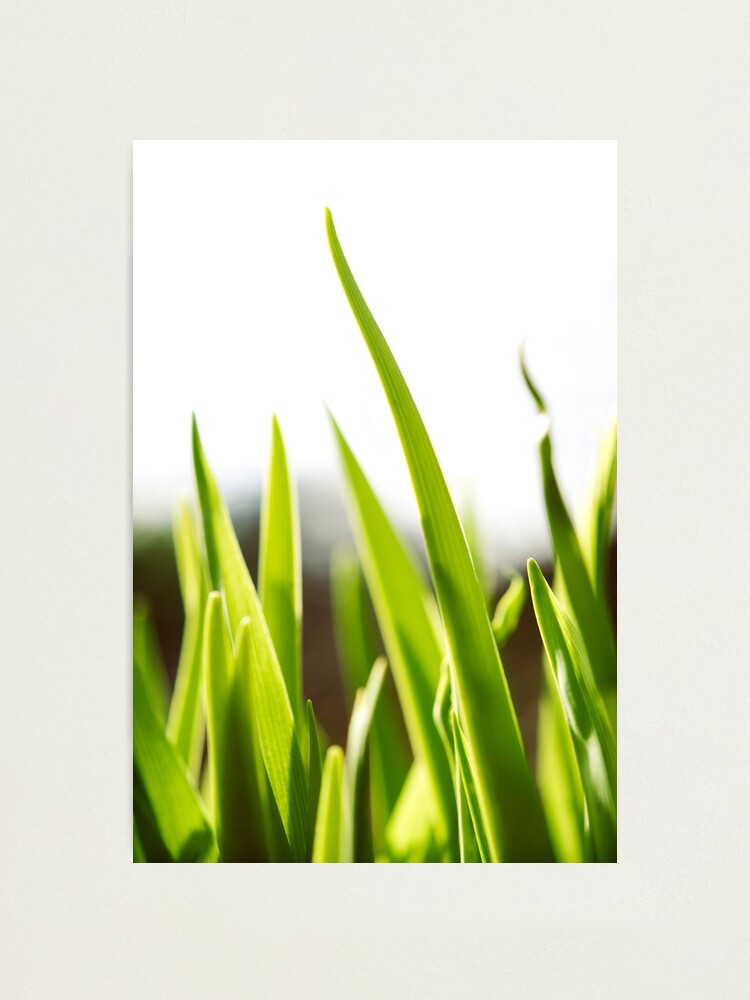 Alternate view of Day 245 - 11th March 2012 Photographic Print