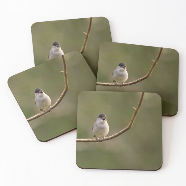 Aperçu de l'œuvre BLACKCAP SINGING créée et vendue par Andrew Hocking.