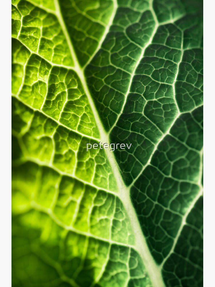 Day 246 - 12th March 2012 by petegrev