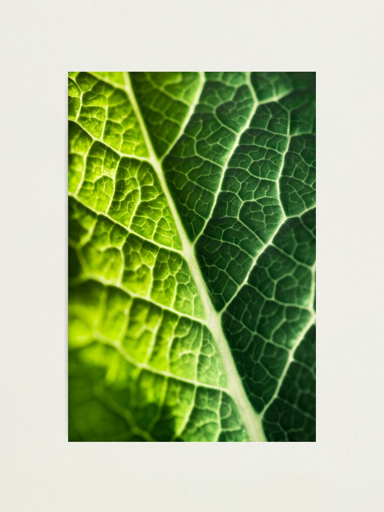Alternate view of Day 246 - 12th March 2012 Photographic Print