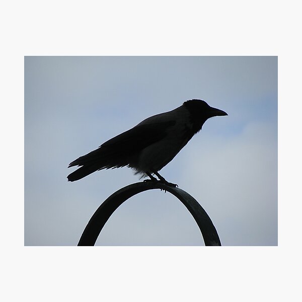 Item preview, Lonely crow! designed and sold by rasim1.