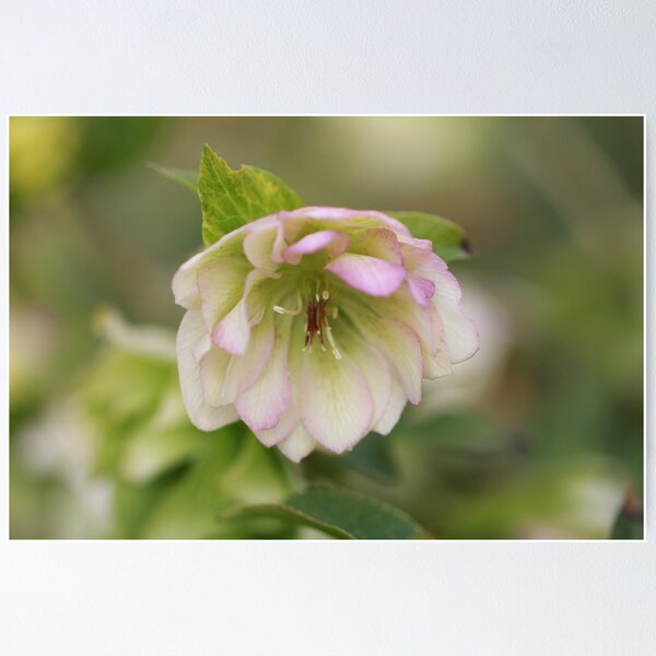 Item preview, hellebore designed and sold by CallyM.