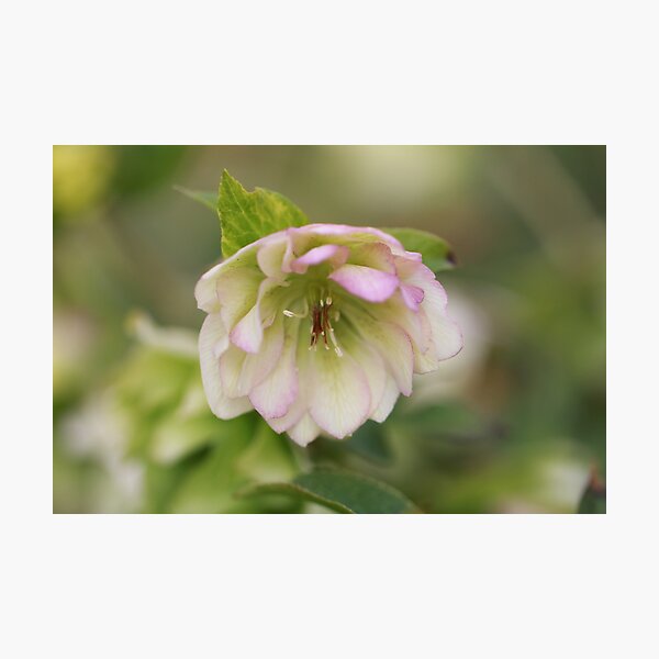 Item preview, hellebore designed and sold by CallyM.