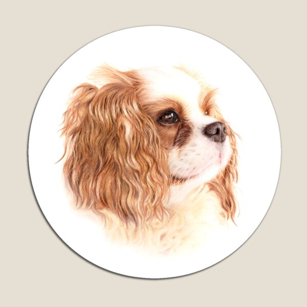 Cavalier King Charles Magnet