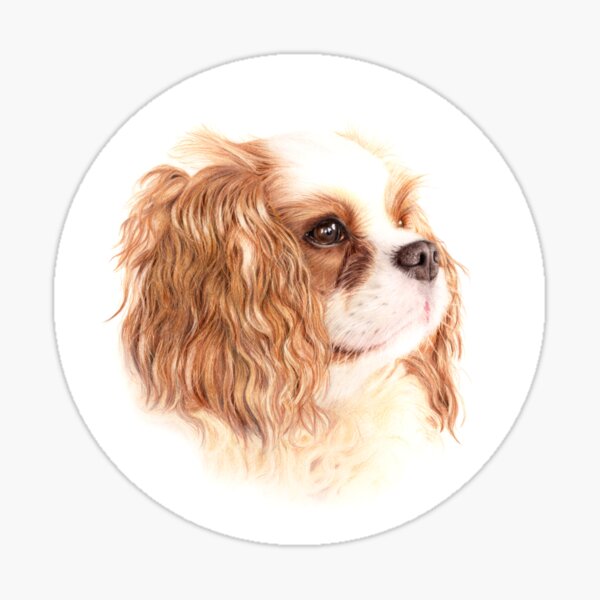 Cavalier King Charles Dog Sticker
