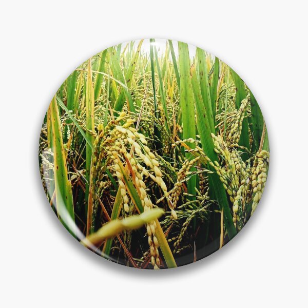 Item preview, Paddy Plant designed and sold by Rav33822.