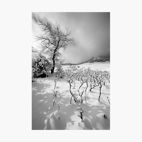 I've Got Sunshine Photographic Print