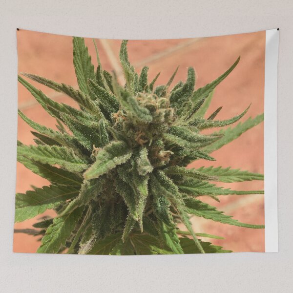 Item preview, natural fresh special cannabis designed and sold by Marhewa.
