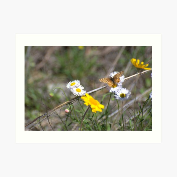Texas Spring Color Art Print
