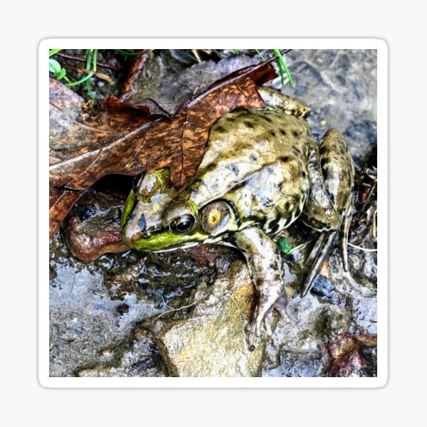 Green Frog Puddle Sticker