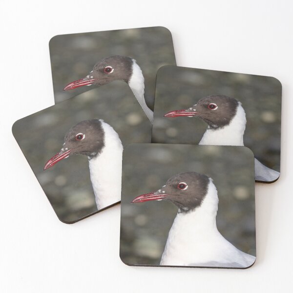 Item preview, Black headed gull designed and sold by GreyFeatherPhot.
