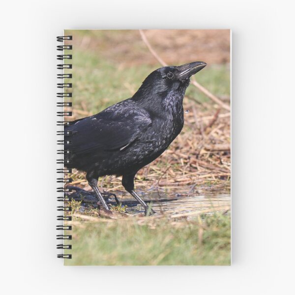 Item preview, Thirsty crow designed and sold by GreyFeatherPhot.