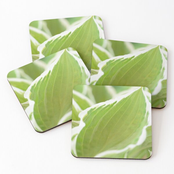 Item preview, Hosta  'Francee'   AGM  Plantain lily  fortunei designed and sold by Chris Burrows.